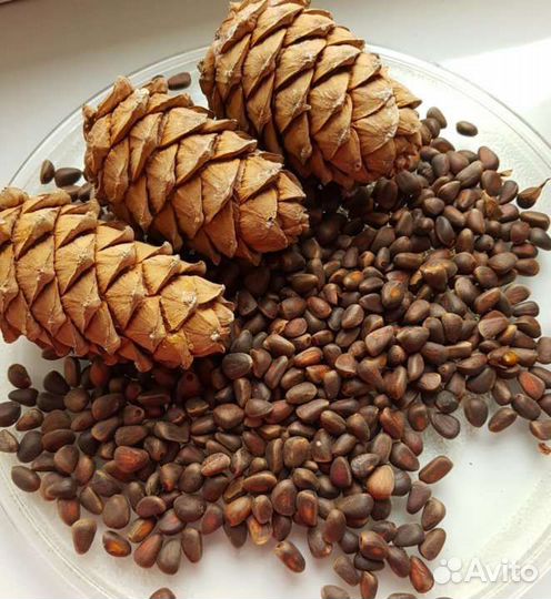 Кедровый орех