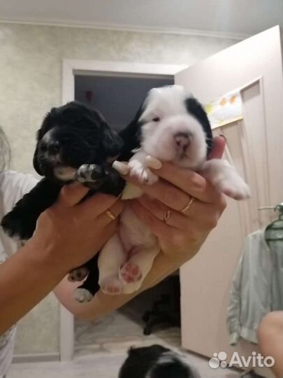 Вязка. Спаниель