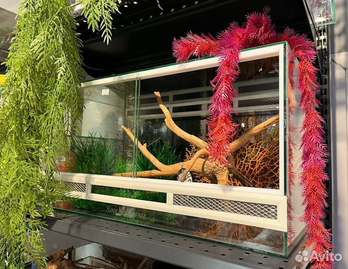 Геккон эублефар