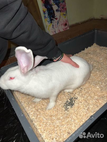 Кроликом Белый Великан 7 месяцев