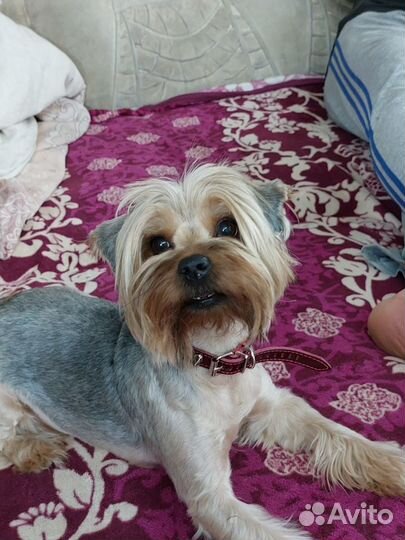 Мини мальчишки