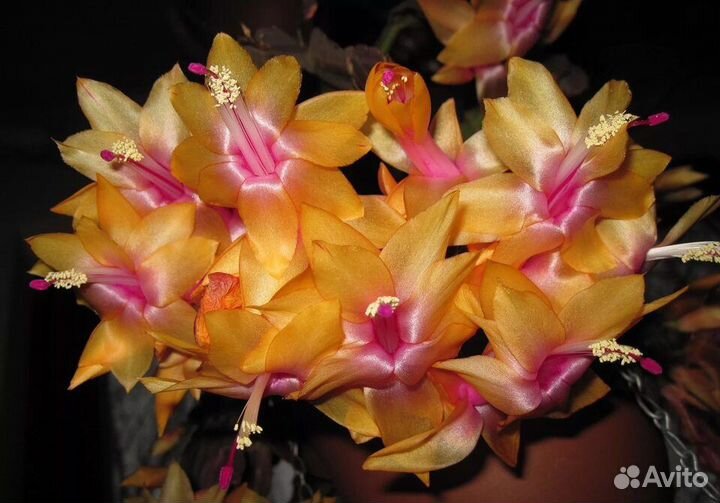 Набор шлюбергеров (декабристов)