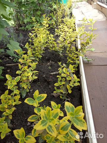 Бересклет форчуна