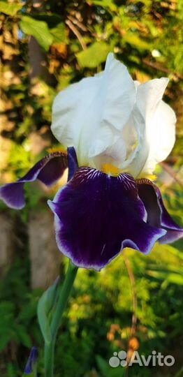 Ирис, Вабаш