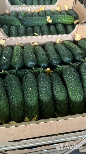 Огурцы свежие оптом сорт Берн