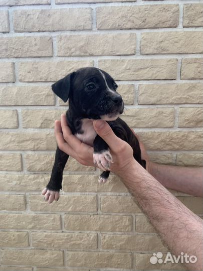 Щенки питбуля