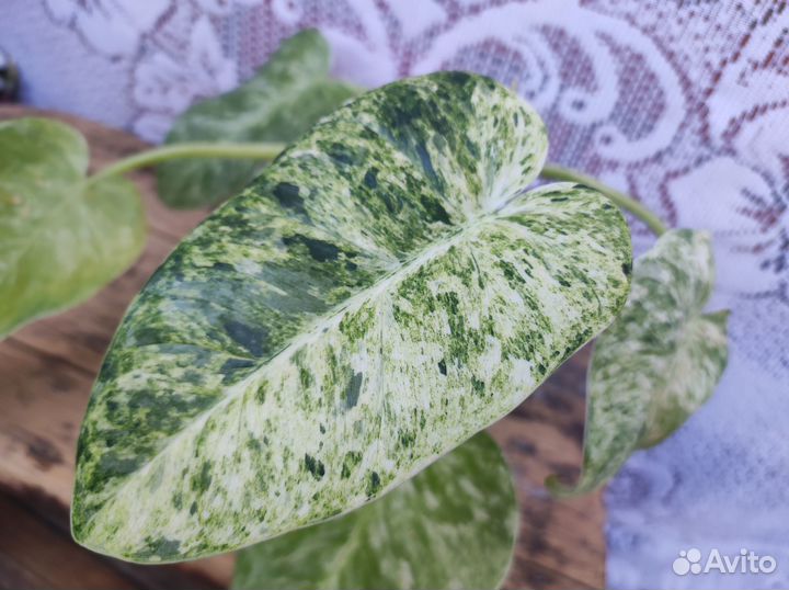 Филодендроны излишки