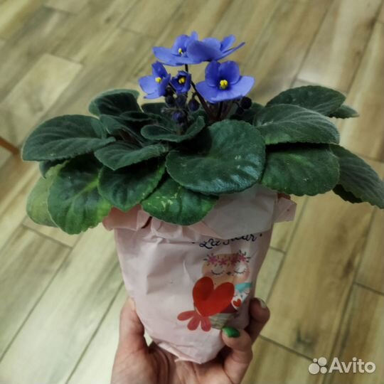 Фиалка сенполия