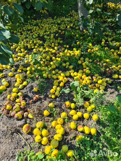 Продам груши. Сладкие. Не крупные. Ароматные