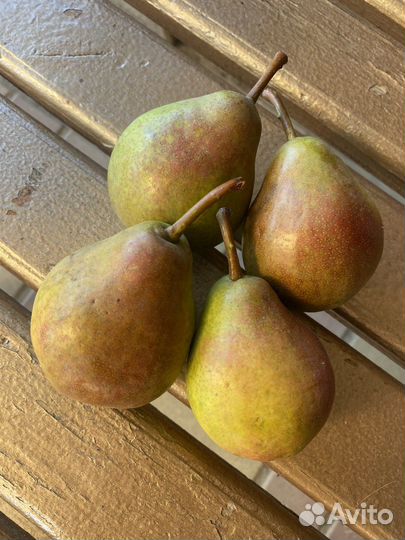 Груша