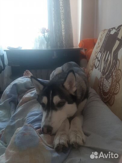 Хаски вязка