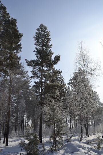 Участок 7 сот. (ИЖС)