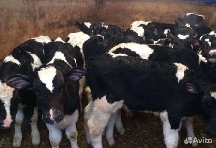 Бычки на откорм