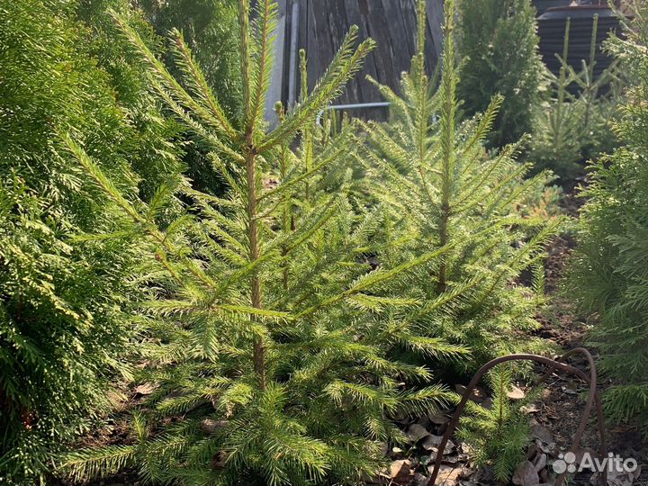 Ель обыкновенная саженцы