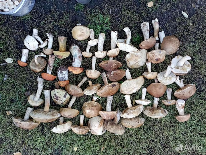 Грибы продам