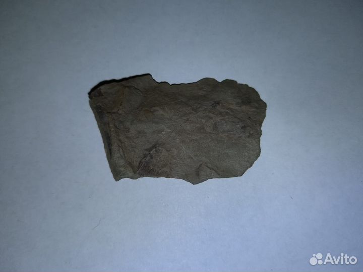 Окаменелые растения. Карбон