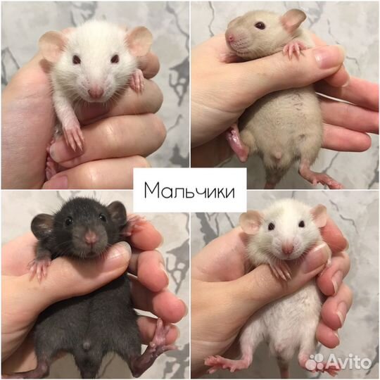 Крысы Дамбо