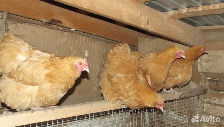 Орпингтон палевый