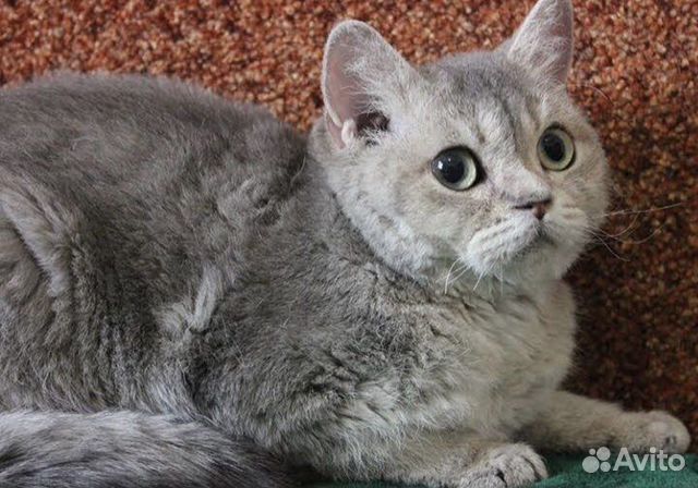 Кошечка Селкирк-рекс купить в Краснодаре | Животные и зоотовары | Авито