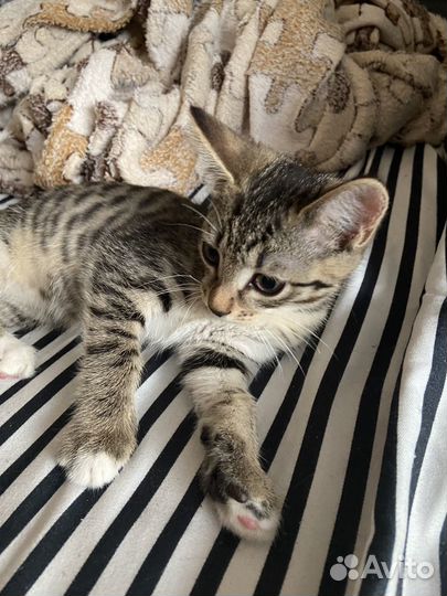 Котёнок