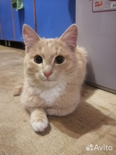 Котята в добрые руки мальчики