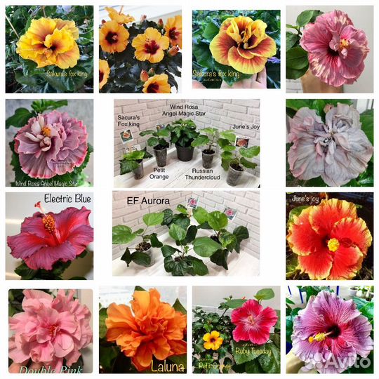 Сортовые гибискусы