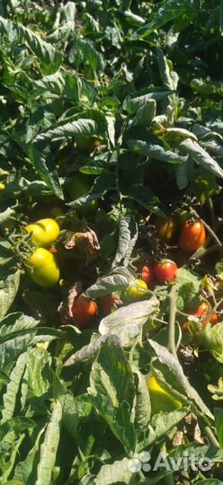 Томаты помидоры