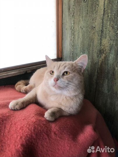 Кот Персик, 1 год, брошен