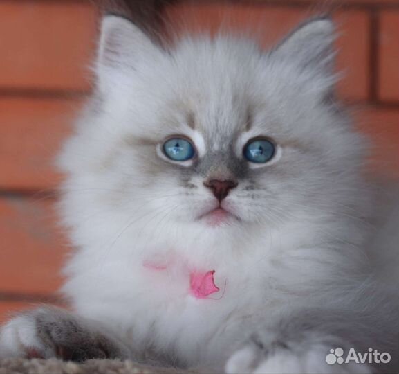 Невский маскарадный котенок