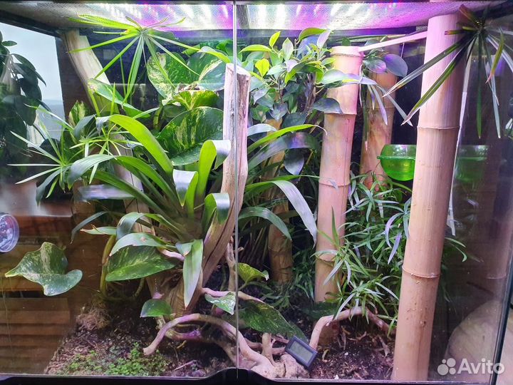 Террариум Exo Terra 60x45x60 с геконом