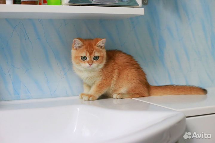 Яркий котик ny12 золотая шиншилла