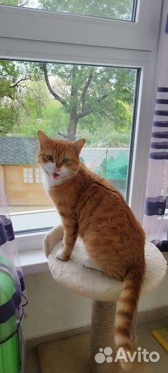 Отдадим кота в добрые руки