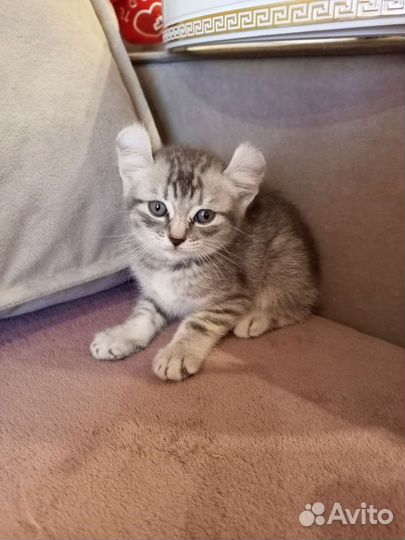 Американский керл котята