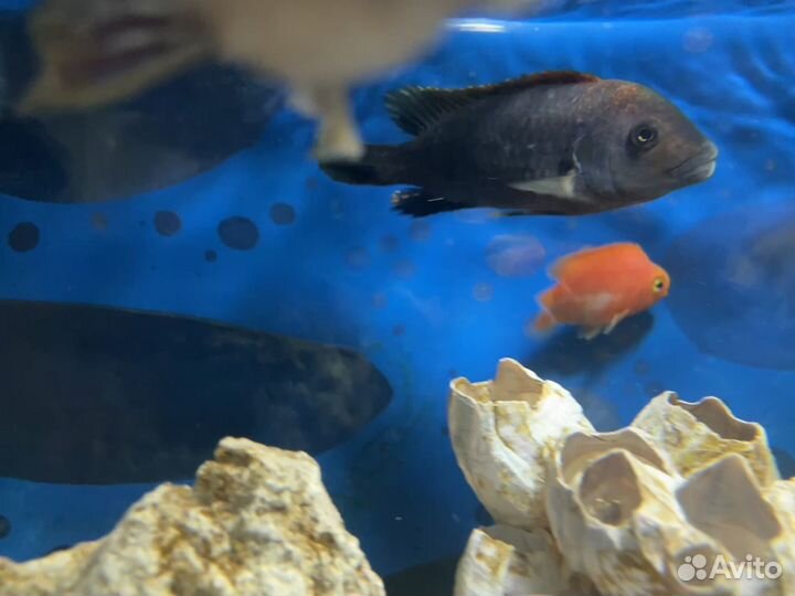 Малавийские цихлиды