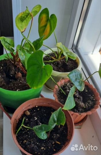 Комнатные растения