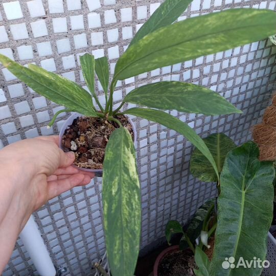 Антуриумы декоративно-лиственные