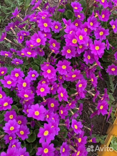 Примулы, хосты и др.многолетники