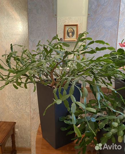 Декабрист очень красивый