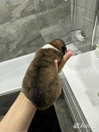 Щенки Акита ину