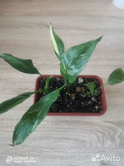 Спатифиллум Уоллиса вар