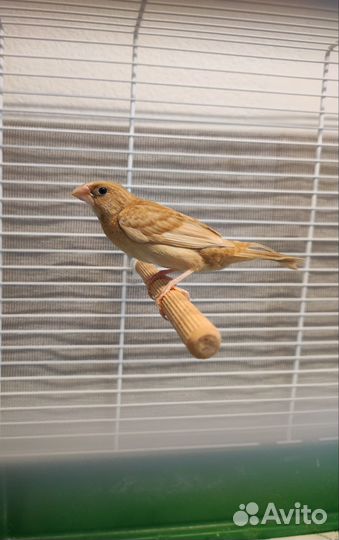 Японские амадины