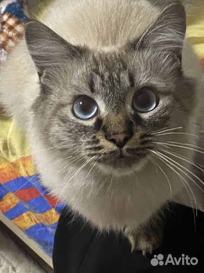 Котик бесплатно