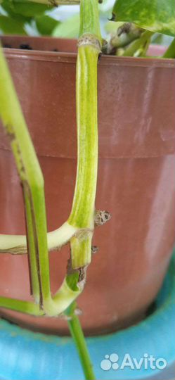 Сциндапсус эпипремнум, плющ, хлорофитумы