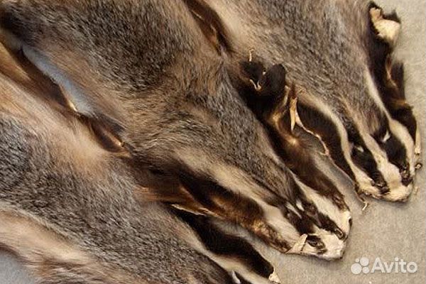 Шкурки барсука
