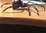 Сувенир модель фигурка паук черная вдова реализм