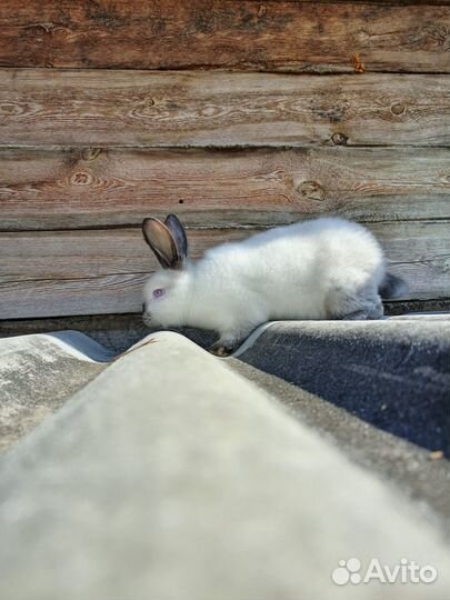 Кролики калифорния