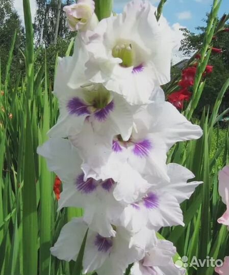 Гладиолус Норма Джин