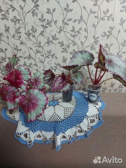 Комнатные растения цветы