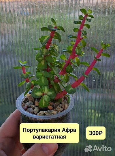 Суккуленты: литопсы, крассула, портулакария и др