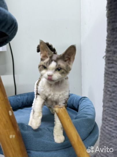 Котенок девон рекс